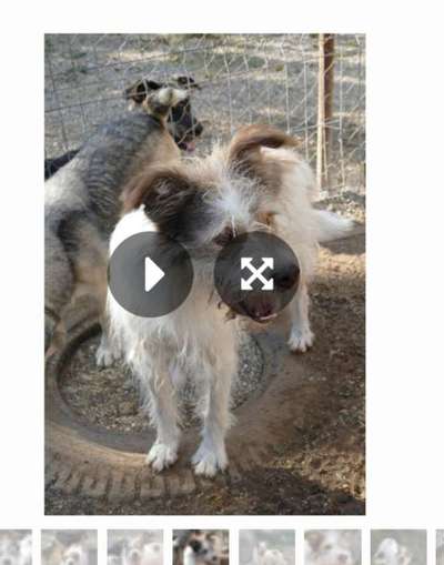 Tierschutzhunde suchen ein Zuhause-Beitrag-Bild