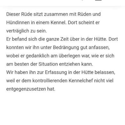 Tierschutzhunde suchen ein Zuhause-Beitrag-Bild