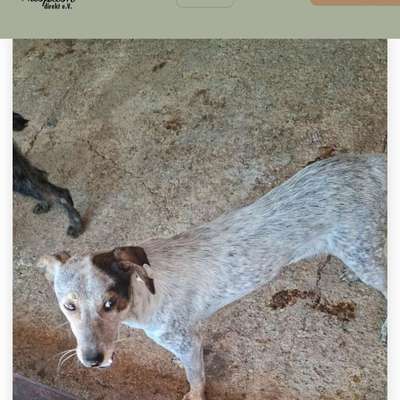 Tierschutzhunde suchen ein Zuhause-Beitrag-Bild