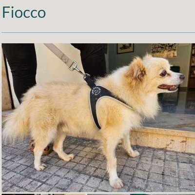 Tierschutzhunde suchen ein Zuhause-Beitrag-Bild