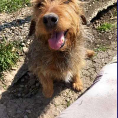 Tierschutzhunde suchen ein Zuhause-Beitrag-Bild