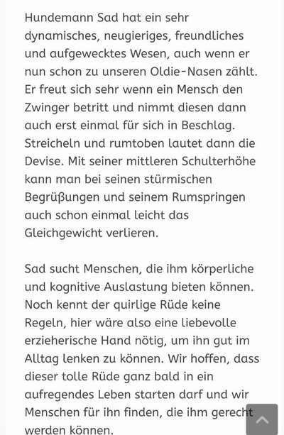 Tierschutzhunde suchen ein Zuhause-Beitrag-Bild