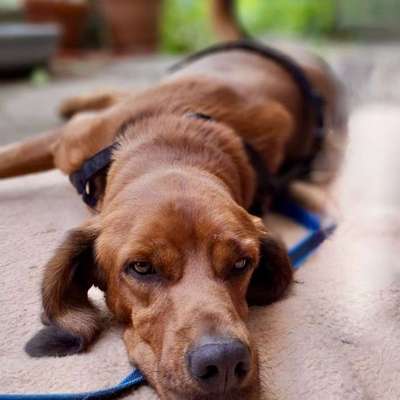 Tierschutzhunde suchen ein Zuhause-Beitrag-Bild