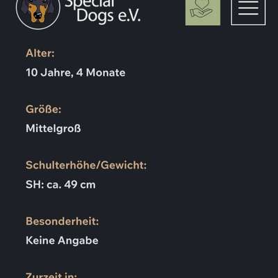 Tierschutzhunde suchen ein Zuhause-Beitrag-Bild