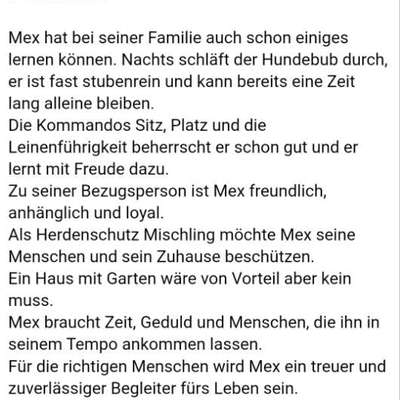 Tierschutzhunde suchen ein Zuhause-Beitrag-Bild
