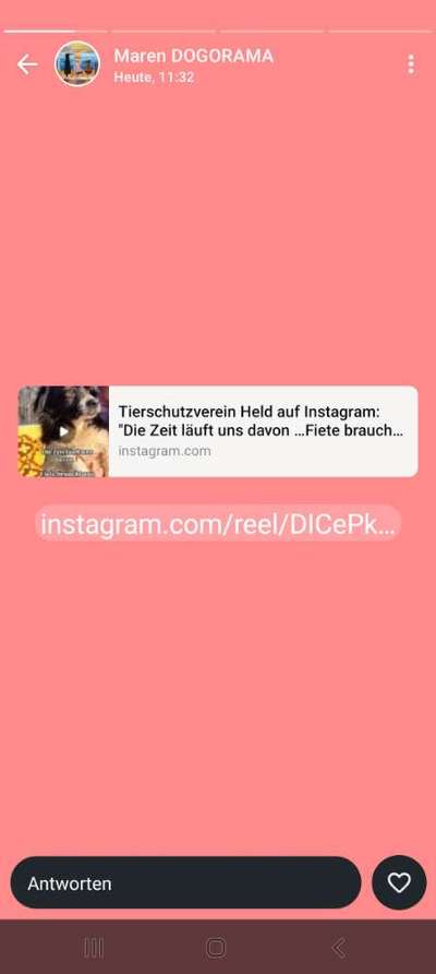 Tierschutzhunde suchen ein Zuhause-Beitrag-Bild