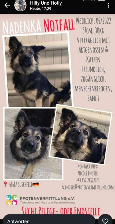 Tierschutzhunde suchen ein Zuhause-Beitrag-Bild