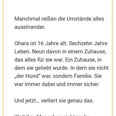 Tierschutzhunde suchen ein Zuhause-Beitrag-Bild