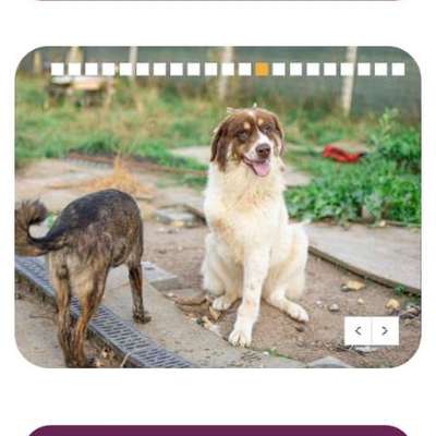 Tierschutzhunde suchen ein Zuhause-Beitrag-Bild