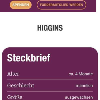 Tierschutzhunde suchen ein Zuhause-Beitrag-Bild