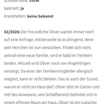 Tierschutzhunde suchen ein Zuhause-Beitrag-Bild