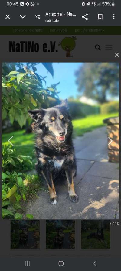 Tierschutzhunde suchen ein Zuhause-Beitrag-Bild