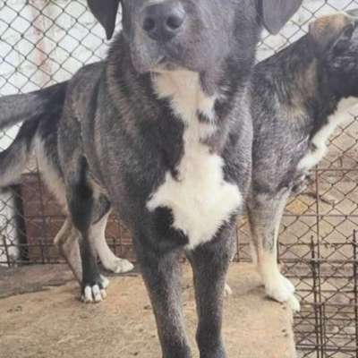 Tierschutzhunde suchen ein Zuhause-Beitrag-Bild