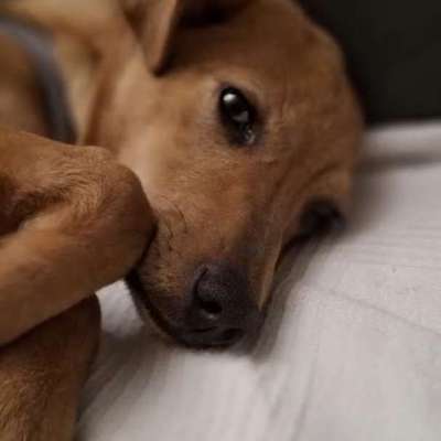 Tierschutzhunde suchen ein Zuhause-Beitrag-Bild