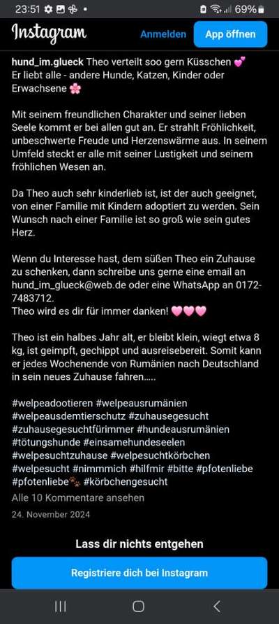 Tierschutzhunde suchen ein Zuhause-Beitrag-Bild