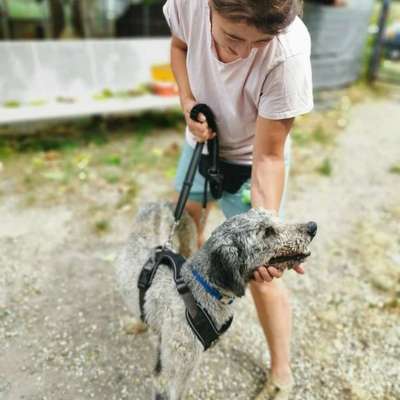 Tierschutzhunde suchen ein Zuhause-Beitrag-Bild