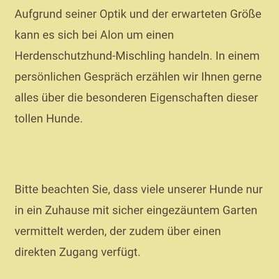 Tierschutzhunde suchen ein Zuhause-Beitrag-Bild