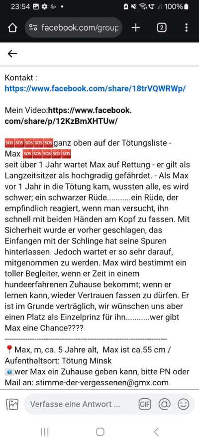 Tierschutzhunde suchen ein Zuhause-Beitrag-Bild