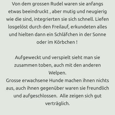 Tierschutzhunde suchen ein Zuhause-Beitrag-Bild