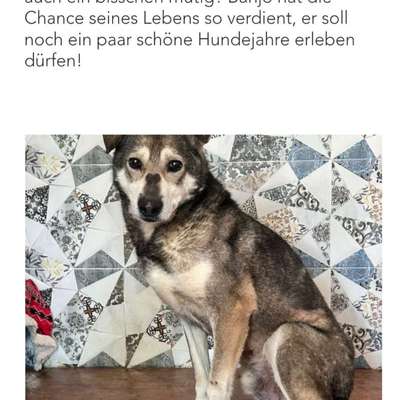 Tierschutzhunde suchen ein Zuhause-Beitrag-Bild