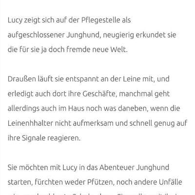 Tierschutzhunde suchen ein Zuhause-Beitrag-Bild