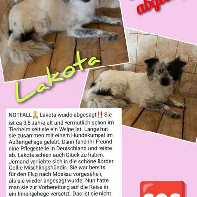 Tierschutzhunde suchen ein Zuhause-Beitrag-Bild