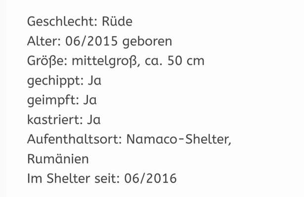 Tierschutzhunde suchen ein Zuhause-Beitrag-Bild