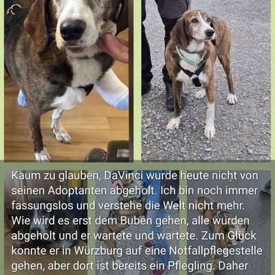 Tierschutzhunde suchen ein Zuhause-Beitrag-Bild