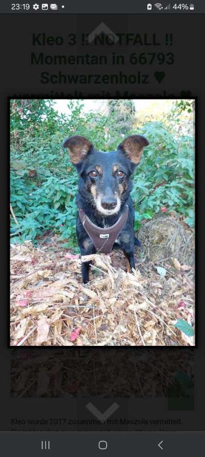 Tierschutzhunde suchen ein Zuhause-Beitrag-Bild