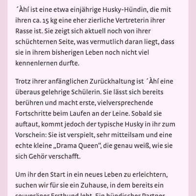 Tierschutzhunde suchen ein Zuhause-Beitrag-Bild