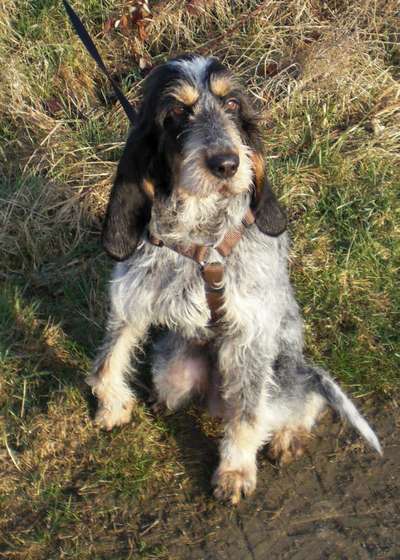 TierschutzhundeStammtisch🐕-Beitrag-Bild