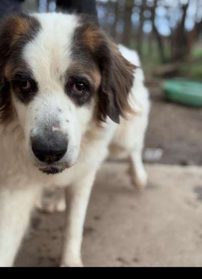Tierschutzhunde suchen ein Zuhause-Beitrag-Bild