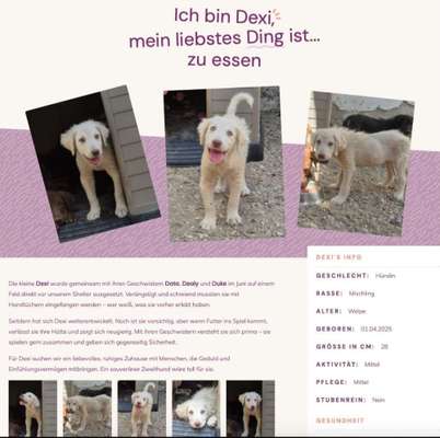 Tierschutzhunde suchen ein Zuhause-Beitrag-Bild