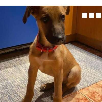 Tierschutzhunde suchen ein Zuhause-Beitrag-Bild