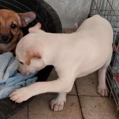 Tierschutzhunde suchen ein Zuhause-Beitrag-Bild