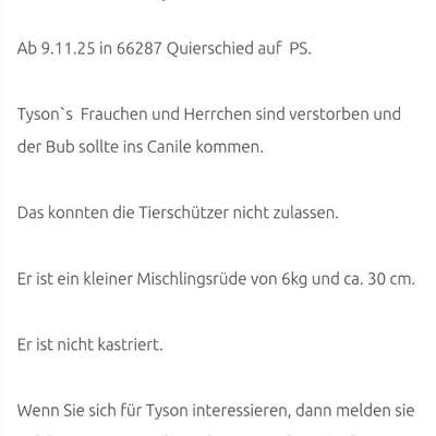 Tierschutzhunde suchen ein Zuhause-Beitrag-Bild