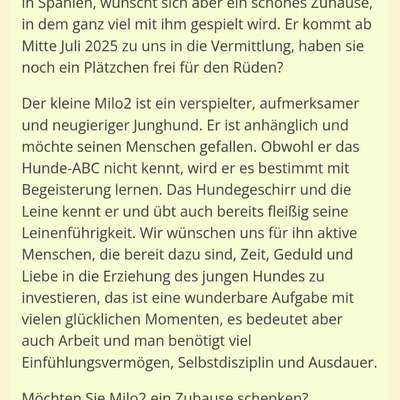 Tierschutzhunde suchen ein Zuhause-Beitrag-Bild