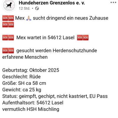 Tierschutzhunde suchen ein Zuhause-Beitrag-Bild