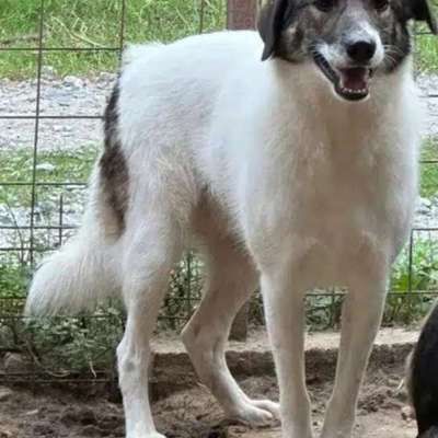 Tierschutzhunde suchen ein Zuhause-Beitrag-Bild