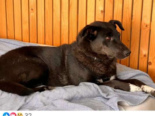 Tierschutzhunde suchen ein Zuhause-Beitrag-Bild