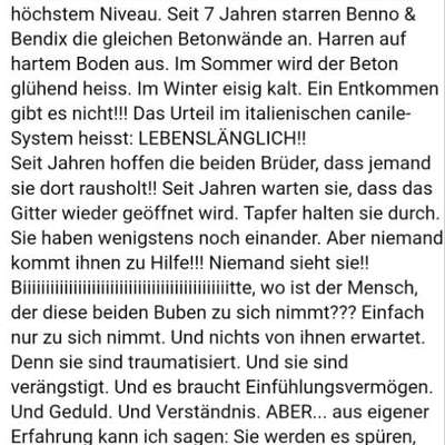 Tierschutzhunde suchen ein Zuhause-Beitrag-Bild