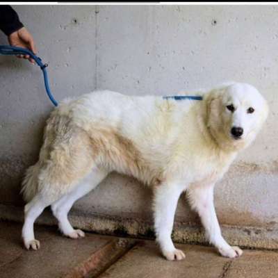 Tierschutzhunde suchen ein Zuhause-Beitrag-Bild