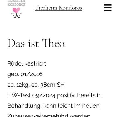 Tierschutzhunde suchen ein Zuhause-Beitrag-Bild