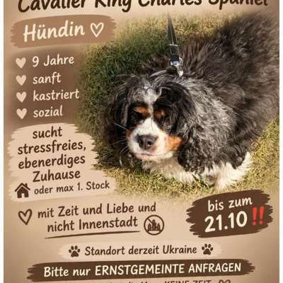 Tierschutzhunde suchen ein Zuhause-Beitrag-Bild