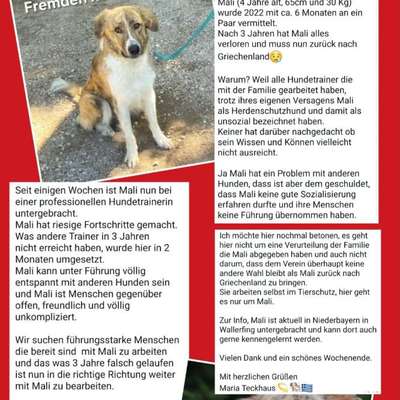 Tierschutzhunde suchen ein Zuhause-Beitrag-Bild