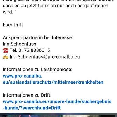 Tierschutzhunde suchen ein Zuhause-Beitrag-Bild