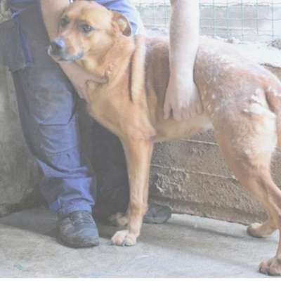 Tierschutzhunde suchen ein Zuhause-Beitrag-Bild