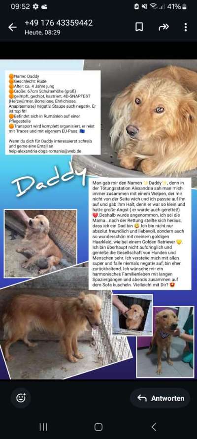 Tierschutzhunde suchen ein Zuhause-Beitrag-Bild