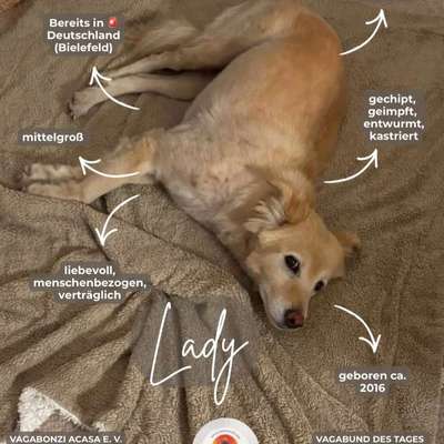 Tierschutzhunde suchen ein Zuhause-Beitrag-Bild