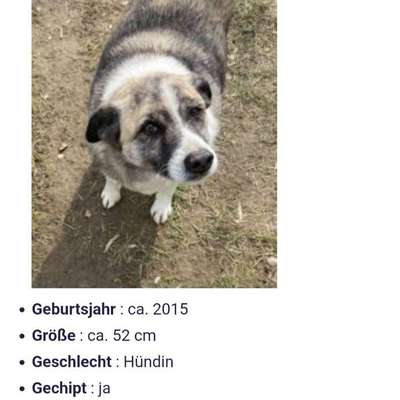 Tierschutzhunde suchen ein Zuhause-Beitrag-Bild
